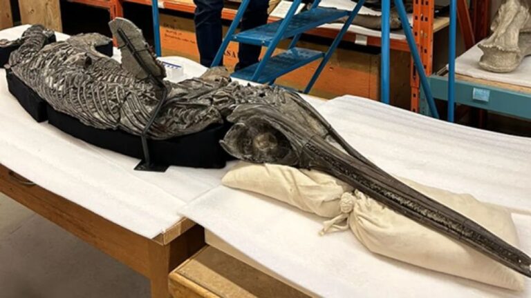 1億9000万年前のほぼ完全な状態で残された魚竜の化石、新属新種であることを確認