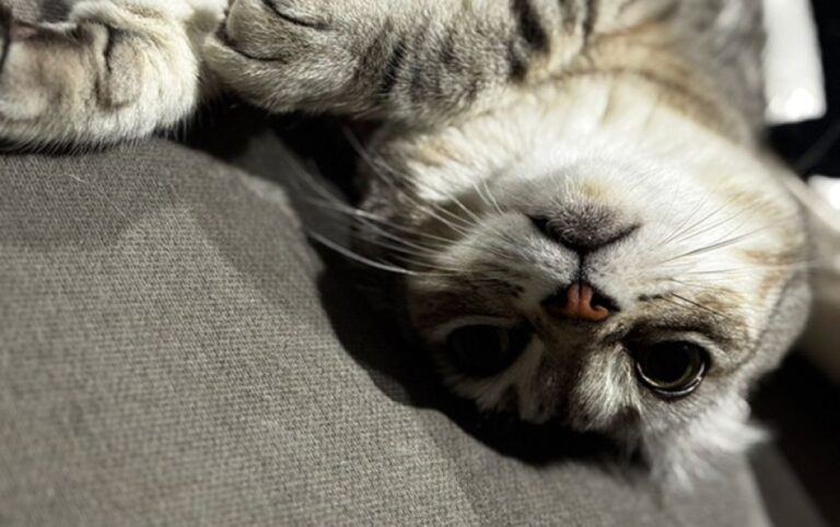 猫と暮らすと脳が変わる。人と猫をつなぐ「オキシトシン」の変化