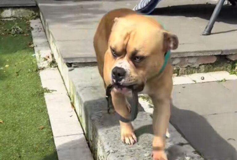 妹を失った犬が、一日中彼女の首輪をくわえている姿に胸が締め付けられる