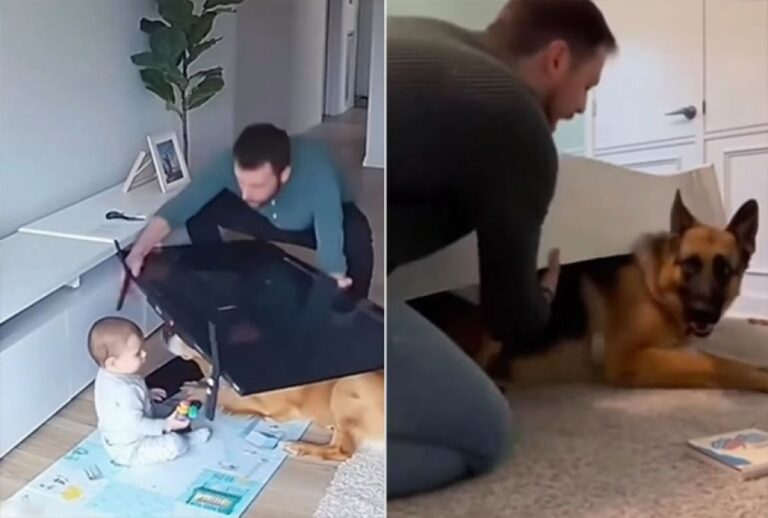 感動の涙を流したいときに見る動画。赤ちゃんを命がけで守ろうとする犬たち