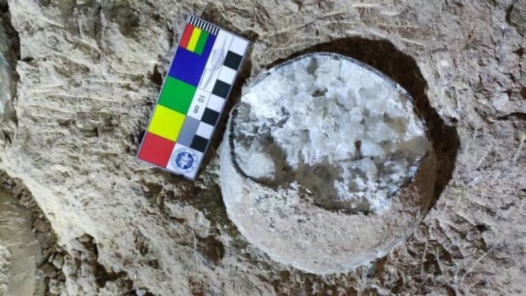 世界初、恐竜の卵の化石から年代を直接特定、新しい測定法を開発