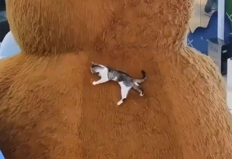 そこに山があるから登るのは人、ではなぜ猫は登るのか？