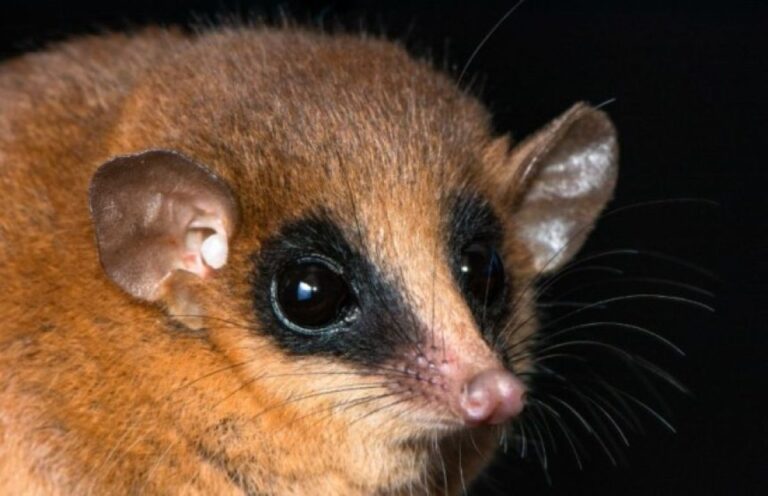 うれしい有袋類、ペルーのアンデス山中で新種のオポッサムの仲間が発見される