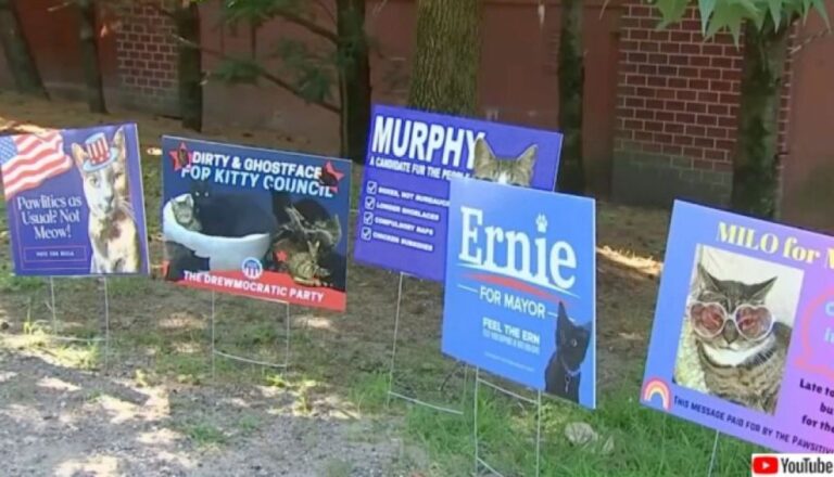 マサチューセッツ州の猫市長選、選ばれたのは「犯罪」の一言をスローガンに掲げた猫