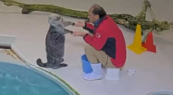 【癒し】鳥羽水族館のラッコのライブカメラが可愛すぎると話題に！！　飼育員さん可愛すぎだろ……