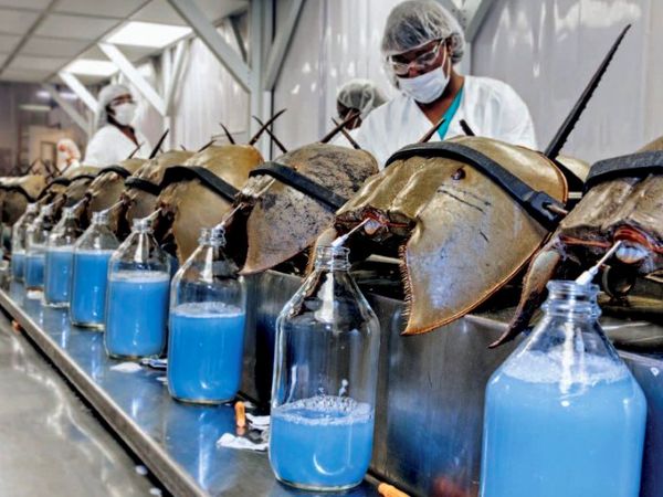 【朗報？】カブトガニくん、青い血を採取され続けるディストピア世界からついに解放される