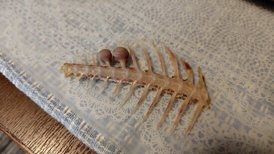 「魚食べたら骨に豆みたいなのついてたんだけど」←マジでなんだこれ？？