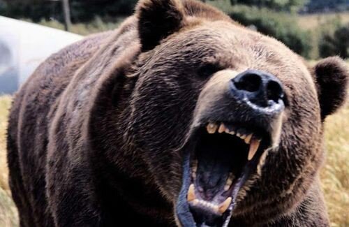 クマによるケガ、殆どが顔面だった… 中には、鼻を拾って手術も… お前らが想像している以上にやべーぞこれ…