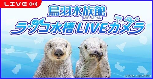 鳥羽水族館・ラッコ水槽のライブ配信が人気に→◯◯◯が発生し、モザイクをかける事態に…