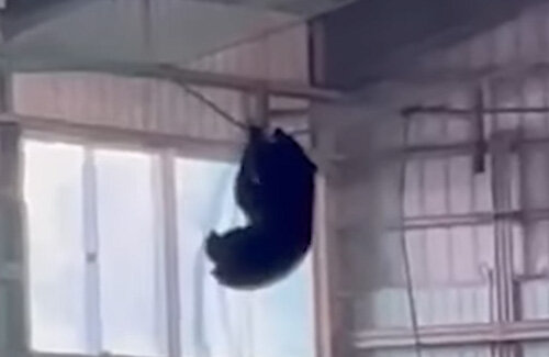 野球部屋内練習場にクマ出現！ネットにぶら下がる衝撃映像が公開