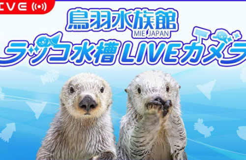 【悲報】鳥羽水族館のラッコ24時間生配信、飼育員に対するカスハラがひどいため映り込む飼育員をモザイク処理すると発表