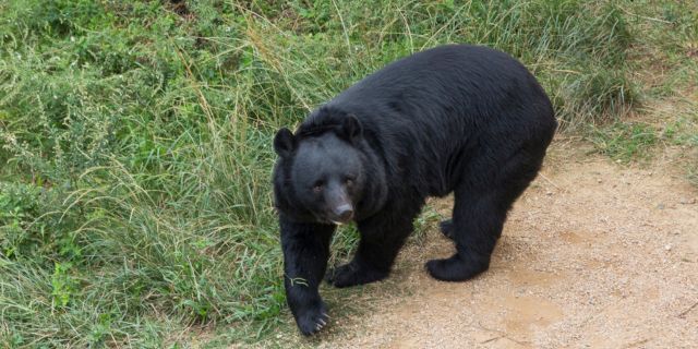 秋田県で散歩中の女性がクマに襲われてケガ　もう普通の散歩すらできないのか・・・