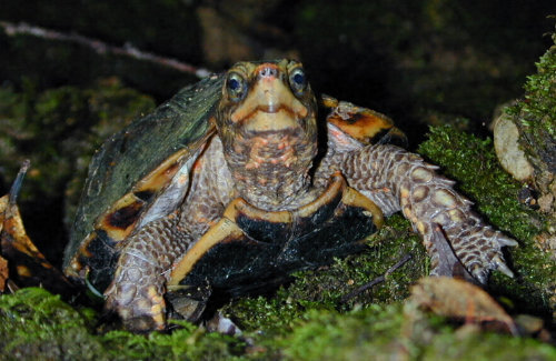自称環境研究者の中国人ら4人、沖縄で絶滅危惧種のカメなどを乱獲・密輸しようとして再逮捕！その数なんと・・・