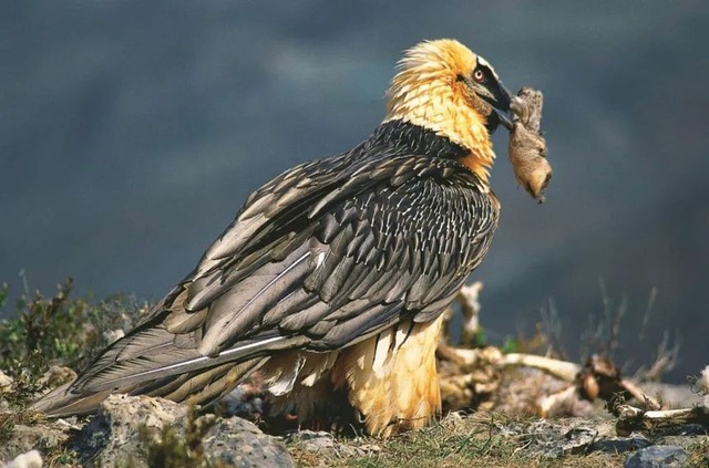 【⁉】鳥の巣から「7世紀以上前のサンダル」が見つかる