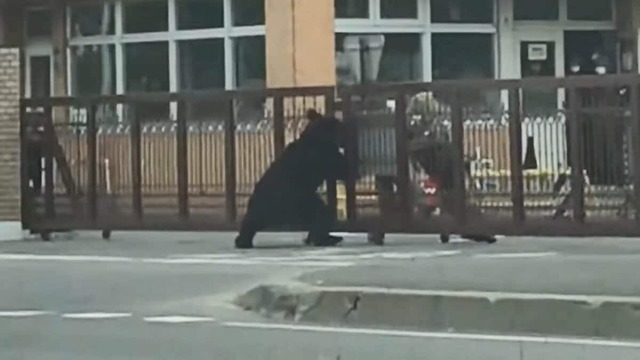 秋田県知事、クマ対策で「自衛隊派遣の検討を要望すべく調整している」と表明　防衛省はどうするかというと・・・