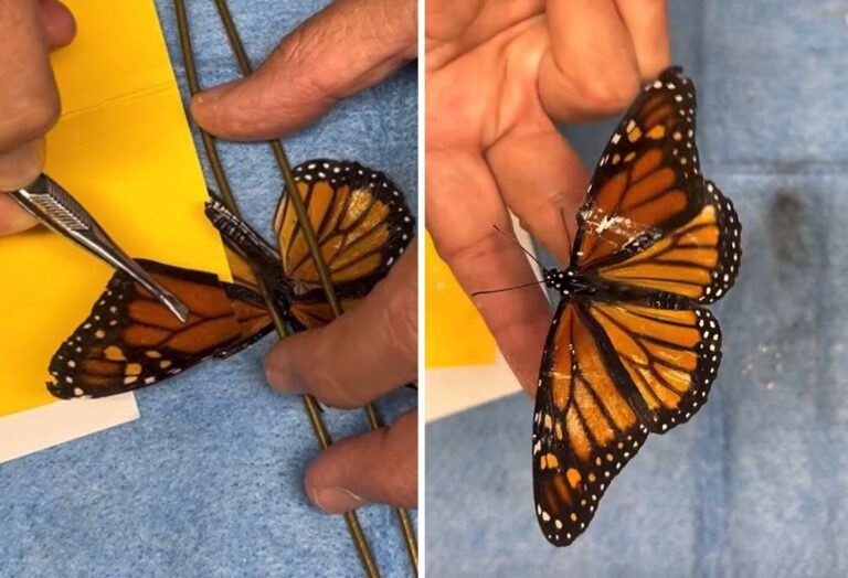 再び羽ばたいて空へ！オオカバマダラの羽の移植施術に成功
