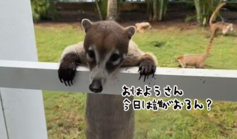 こんな訪問者ならウェルカム！ホテルの窓からアナグマがひょっこり