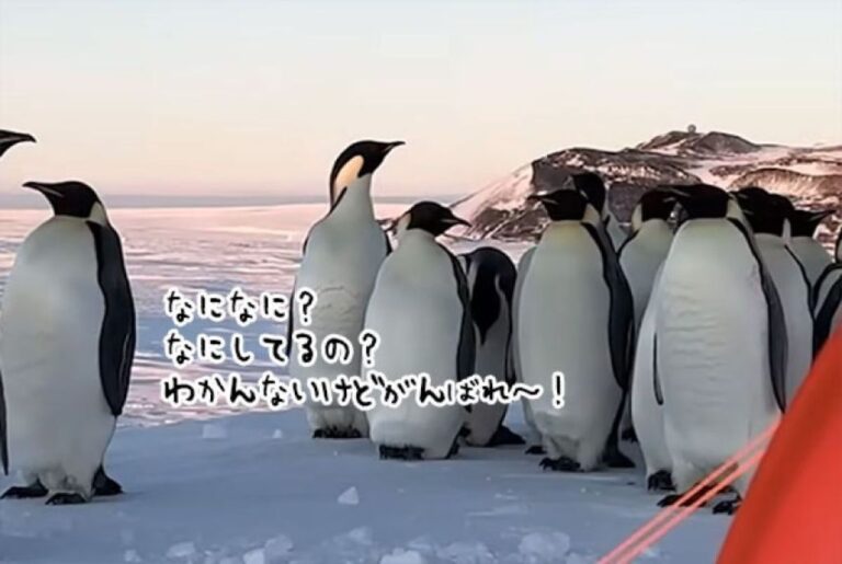 南極訓練キャンプ中にペンギンたちが押し寄せ、癒されまくる空軍兵たち
