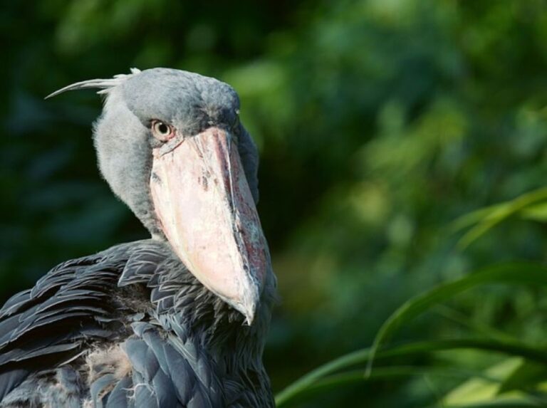 動かない大王、野生のハシビロコウが突然ボートに舞い降りた奇跡の瞬間！