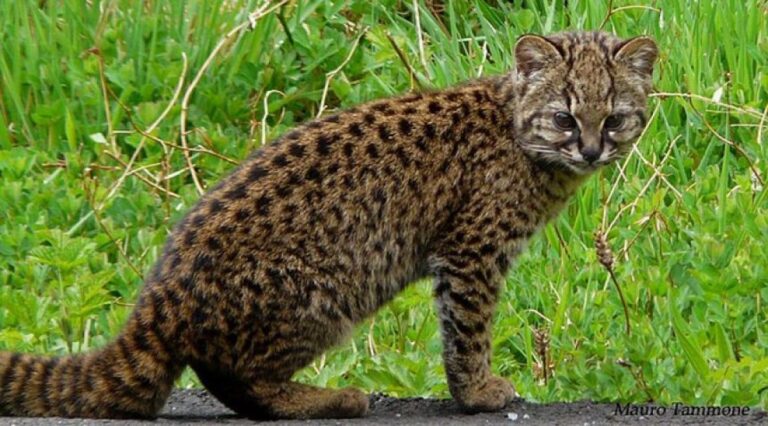 南米大陸でもっとも小さなネコ科動物、「コドコド」の魅力にズームイン！