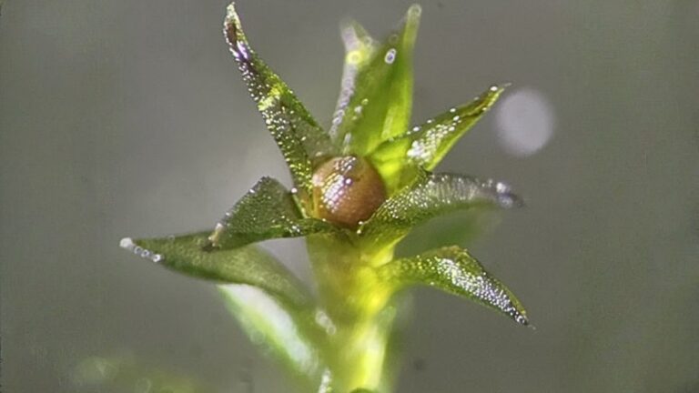 驚異の生命力。コケの胞子が宇宙空間で9カ月間生存、8割以上の発芽を確認