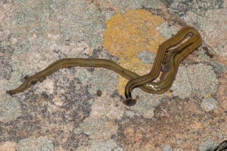 テキサス州でハンマーヘッドのコウガイヒルが増殖中、分裂するので切断しないよう注意喚起