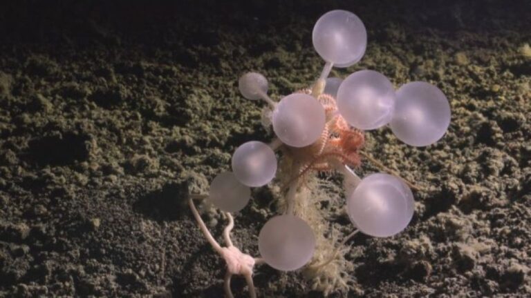 南極海で30種以上の新種を発見！球体をたくさんつけた肉食の海綿動物の姿も