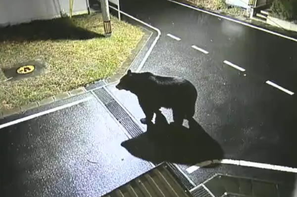 「クマ出没！情報提供します！」画像ﾍﾟﾀ→生成AIによるフェイク画像だったことが判明・・・いよいよSFで描かれた情報戦の時代へ・・・
