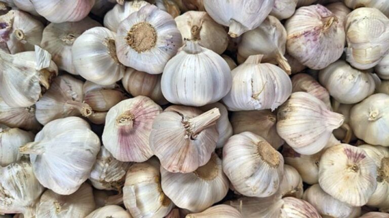 ニンニクにはうがい薬と同等の抗菌力がある。問題は強烈なニオイと刺激に耐えられるかだ