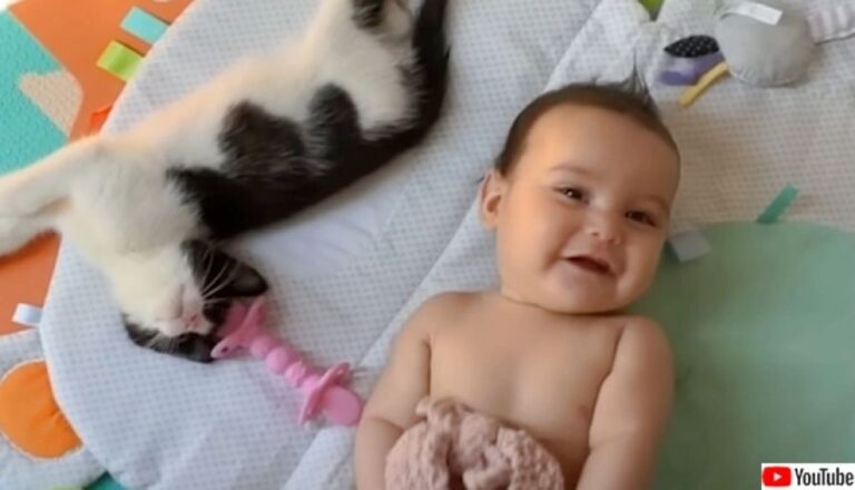 いつも見守っているから大丈夫。赤ちゃんの守護天使は子猫！