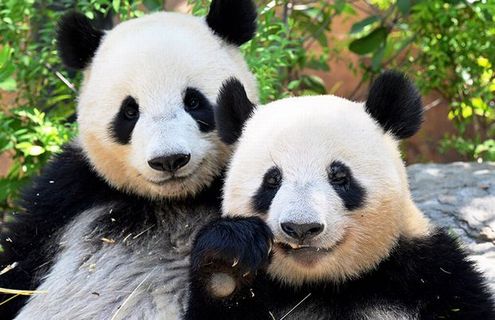 中国メディア「日本はパンダがいなくなる状況に直面するだろう」