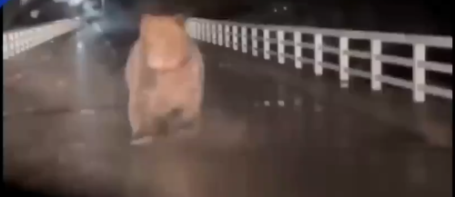 【動画】巨大なヒグマが車に襲い掛かるドラレコ、マジでヤバイ どう対処するのが正解なんだ？