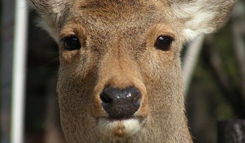 奈良公園、◯◯な人達が現れ物々しい雰囲気になってしまう・・・