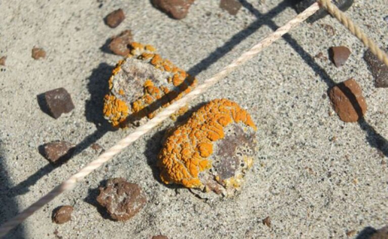 オレンジ色の地衣類が教えてくれる恐竜の化石のありか