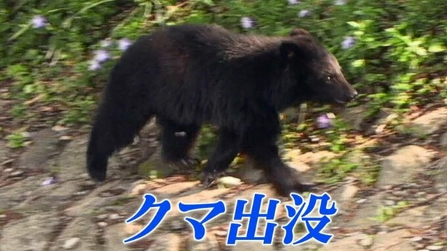 【ヤバイ】クマさん、今日は秋田・能代のイオンにおでかけ　終日休業の貸切状態に