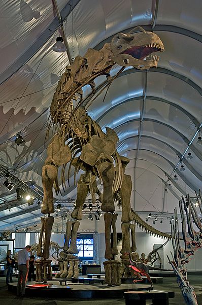 【衝撃】超巨大な恐竜、本当に地球にいたのか？　常識ではありえないサイズの化石が残っていた件