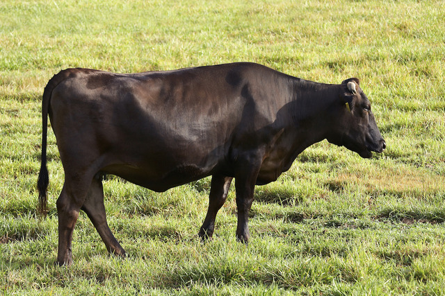 大分県で黒毛和牛(体重約500キロ)が脱走 →ネット民「捕まえて焼肉パーティ」「食べていいの？」などと危機感ゼロｗｗｗｗｗ