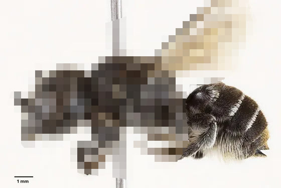 悪魔のような角を持つ新種の蜂『ルシファー』爆誕ｗｗｗｗｗｗｗ　　