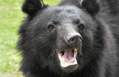 数発発砲されたクマ、死んだふりをしていたのか近づいたハンターを突然襲い大怪我を負わせた後に逃走