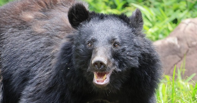 【悲報】「クマを殺すな」と同じぐらい「クマさっさと絶滅させろ」と“過激派”の電凸が多数来て役所は困惑「業務に支障をきたす」