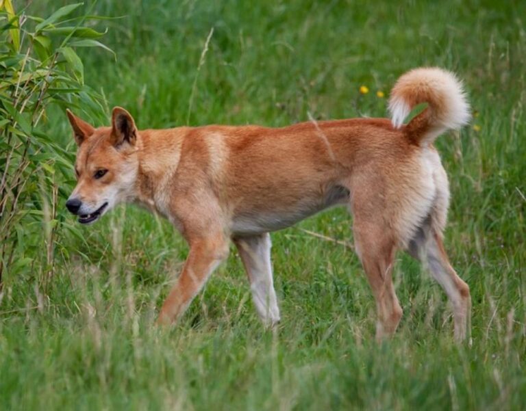 オーストラリアでディンゴをペットとして飼育できるよう法改正を検討