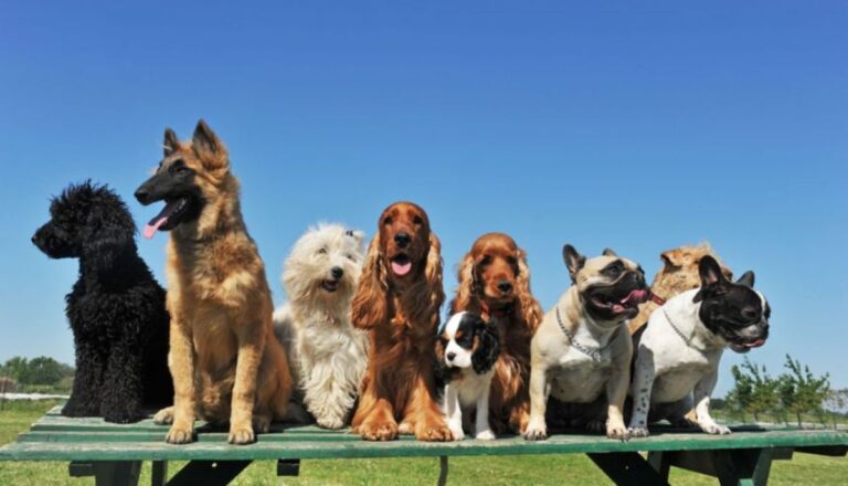 犬の多様性は1万1000年前に始まっていた。初期人類が共に暮らす中で様々な犬を育んでいった