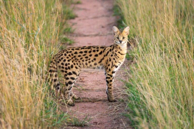 暴風による被害で施設から3頭のサーバルが脱走、現在も行方不明