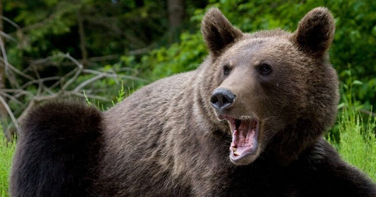 なぜ猟友会のクマ駆除拒否が頻発するのか…現役ハンター「我々を都合よく利用するのだけはやめてもらいたい」
