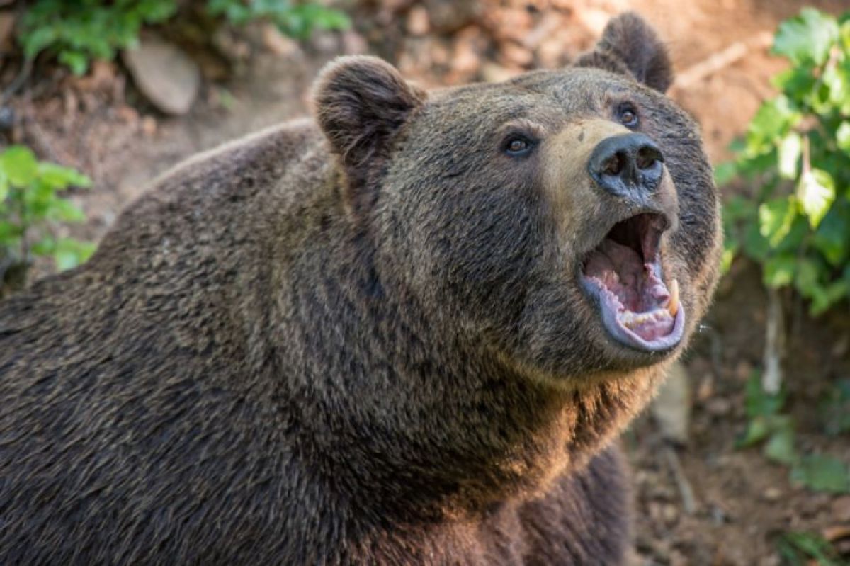 クマは進化の掟を2度破っていた。歯に残された環境適応の痕跡