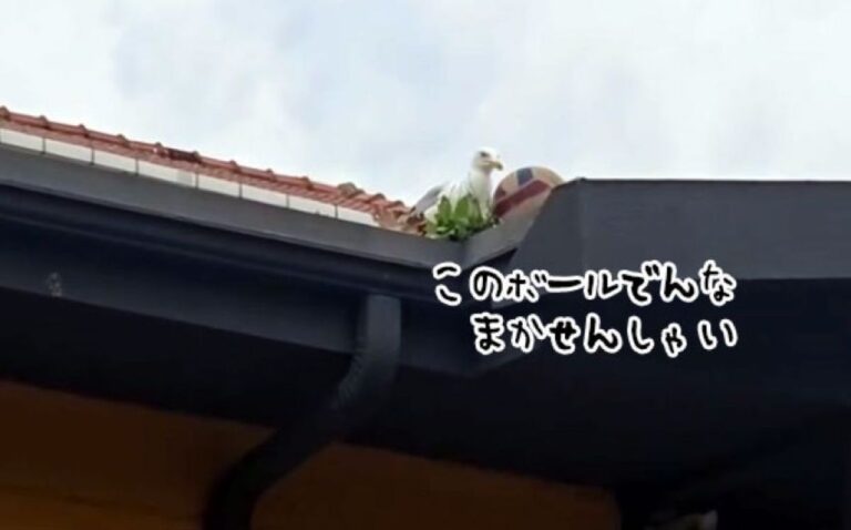 おいらにまかせろ！顔見知りのカモメが屋根のボールを落としてくれる
