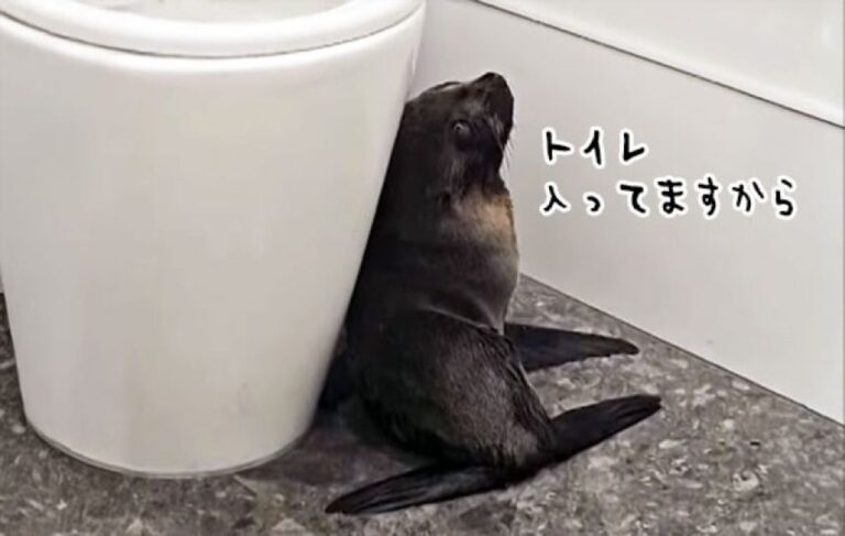 バーに迷い込んだオットセイの赤ちゃん、トイレに立てこもる事案が発生