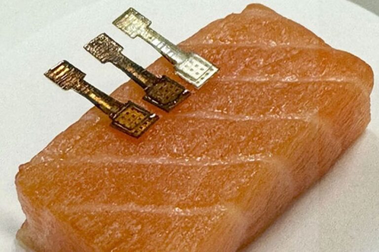その刺身は安全か？極小の針を刺すだけで、魚の鮮度をすぐに判定する新型センサー