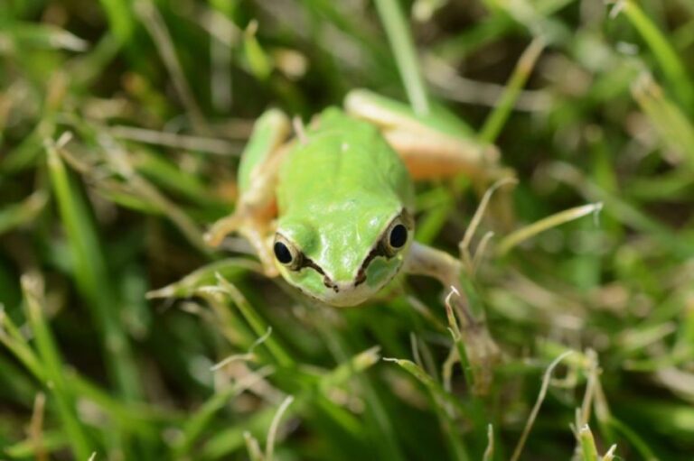 ニホンアマガエルの腸内細菌からがん治療細菌を発見、マウスのがん組織を完全に消失