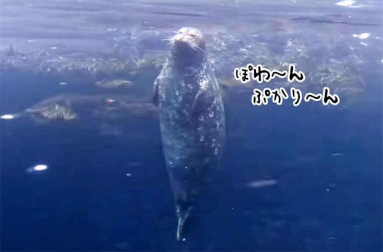 アザラシがぷかぷか浮いているだけで幸せな気分になれる動画
